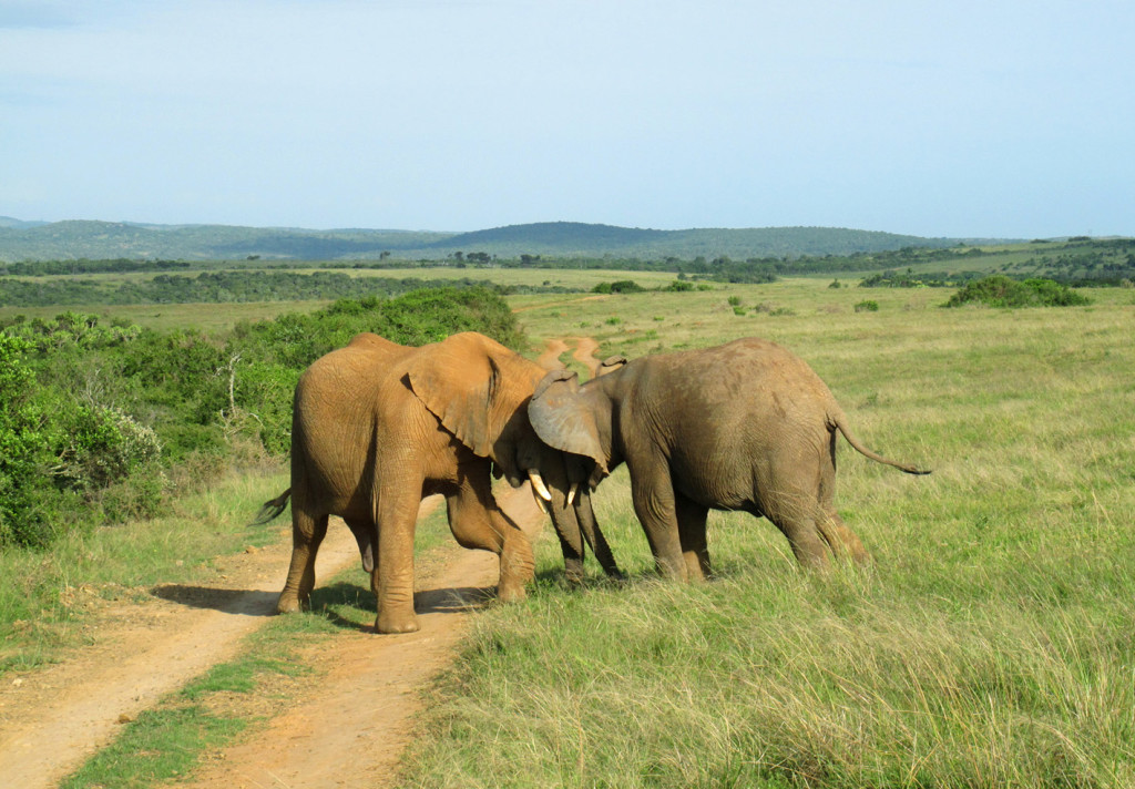 Kariega_Game_Reserve_South_Africa_elephants
