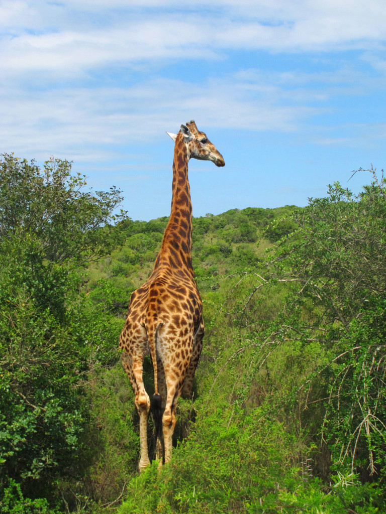Kariega_Game_Reserve_South_Africa_giraffe